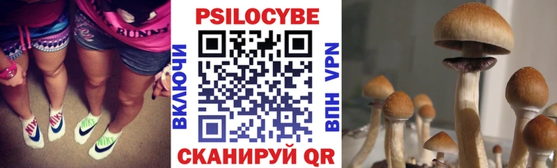 Купить где  Петровск-Забайкальский  Галлюциногенные грибы мицелий 